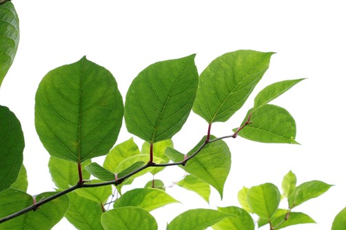 japanese-knotweed