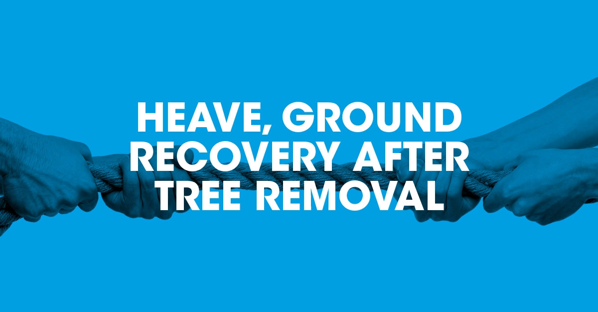 Heave: ground recovery following tree removal